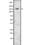 C11orf30 Polyclonal Antibody