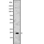 IL-15 Polyclonal Antibody