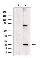 B-myc Polyclonal Antibody