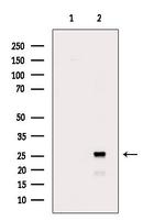 FLT3LG Polyclonal Antibody