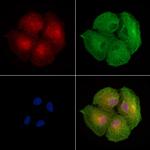 EPS15R Polyclonal Antibody