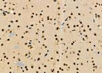 IRS4 Antibody in Immunohistochemistry (Paraffin) (IHC (P))