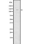 IRS4 Antibody in Western Blot (WB)