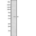MYOD1 Polyclonal Antibody