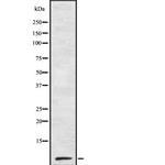 Amylin Antibody in Western Blot (WB)