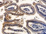 Aquaporin 7 Antibody in Immunohistochemistry (Paraffin) (IHC (P))