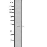 ILP-2 Polyclonal Antibody
