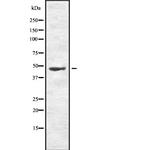 Phospho-MKK7 (Thr275) Polyclonal Antibody
