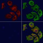 GNB2 Polyclonal Antibody