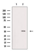 GNB2 Antibody in Western Blot (WB)