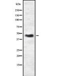 PRKAR2B Polyclonal Antibody