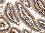 C1QA Antibody in Immunohistochemistry (Paraffin) (IHC (P))
