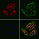 alpha-II Spectrin Polyclonal Antibody