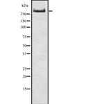 Thyroglobulin Polyclonal Antibody