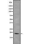H3F3A Antibody in Western Blot (WB)