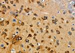 Lysozyme Antibody in Immunohistochemistry (Paraffin) (IHC (P))