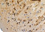 Lysozyme Antibody in Immunohistochemistry (Paraffin) (IHC (P))