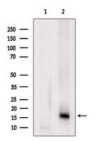 Lysozyme Antibody in Western Blot (WB)