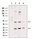 HLF Polyclonal Antibody