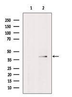CD72 Polyclonal Antibody