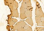 PHD1 Antibody in Immunohistochemistry (Paraffin) (IHC (P))