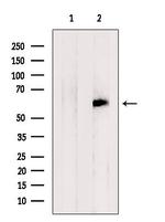 EHD1 Antibody in Western Blot (WB)
