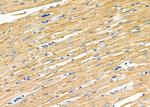 GluR4 Antibody in Immunohistochemistry (Paraffin) (IHC (P))