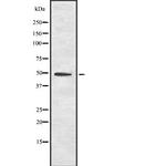beta Tubulin Antibody in Western Blot (WB)