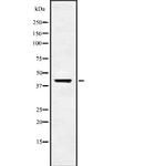 USP18 Polyclonal Antibody