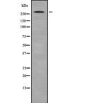 ACACB Polyclonal Antibody