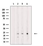 MAD3 Antibody in Western Blot (WB)
