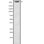 CA125 Antibody in Western Blot (WB)