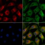 ICAM3 Polyclonal Antibody