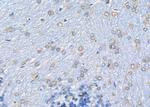 ICAM3 Antibody in Immunohistochemistry (Paraffin) (IHC (P))