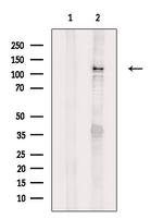 ICAM3 Antibody in Western Blot (WB)