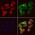 UBA52 Polyclonal Antibody