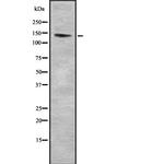 RASGRF1 Antibody in Western Blot (WB)