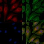 CLSTN1 Polyclonal Antibody