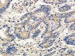 ATG4A Antibody in Immunohistochemistry (Paraffin) (IHC (P))