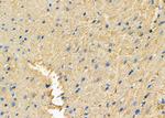 FAIM3 Antibody in Immunohistochemistry (Paraffin) (IHC (P))