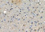 FAIM3 Antibody in Immunohistochemistry (Paraffin) (IHC (P))