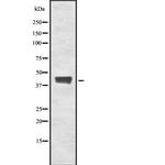FAIM3 Antibody in Western Blot (WB)