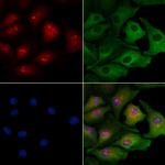 PBX3 Polyclonal Antibody