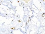 CD3g Antibody in Immunohistochemistry (Paraffin) (IHC (P))