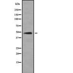 FDPS Antibody in Western Blot (WB)