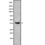 Renalase Antibody in Western Blot (WB)