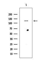 CDH4 Antibody in Western Blot (WB)