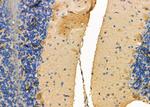 NRG3 Polyclonal Antibody