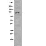 CD97 Antibody in Western Blot (WB)