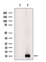 UFM1 Polyclonal Antibody